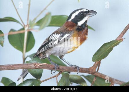 Tanager mit Streifenkopf Stockfoto