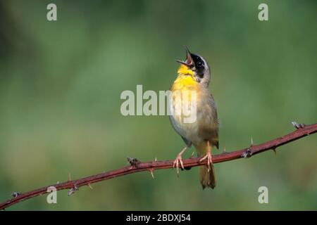 Gemeinsames Singen Yellowthroat Stockfoto