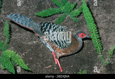 Siamesischer Feuerrückenpheasant Stockfoto