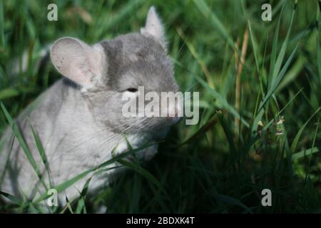 Kleine graue Chinchilla läuft auf der Straße auf grünem Gras Stockfoto