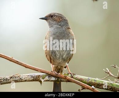 Ein Dunnock (Prunella Modularis) auf einem Zweig, West Lothian, Schottland. Stockfoto