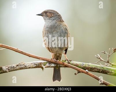 Ein Dunnock (Prunella Modularis) auf einem Zweig mit kleinem Mast auf Zweig, West Lothian, Schottland. Stockfoto