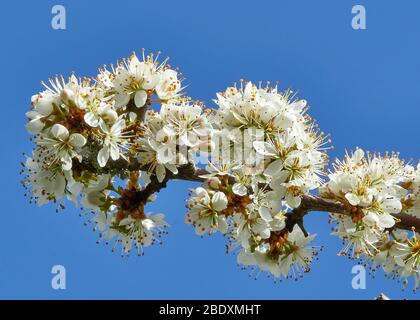 Schwarzdorn oder Schlehe Prunus spinosa Zweig vollgestopft mit Blüte im Frühjahr gegen einen klaren blauen Himmel gesetzt - Somerset UK Stockfoto