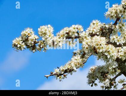 Schwarzdorn oder Schlehe Prunus spinosa Zweig vollgestopft mit Blüte im Frühjahr gegen einen klaren blauen Himmel gesetzt - Somerset UK Stockfoto