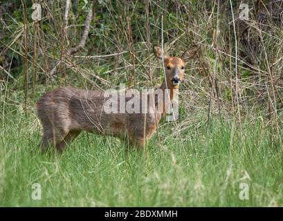 Rehe Rehe Rehe Capreolous in Salzsumpfschrubben am Fluss Avon in der Nähe von Bristol UK Stockfoto