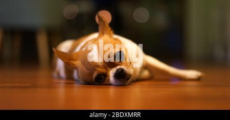 Ein etwas müder chihuahua Hund liegt auf dem Holzboden, reinrassig, der beste Freund des Menschen Stockfoto