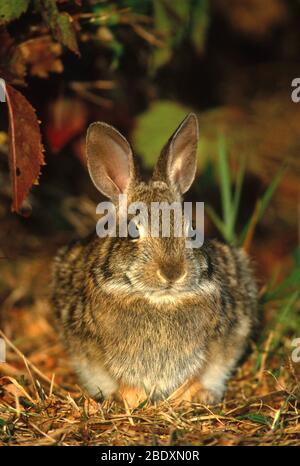 Östlichen Cottontail Kaninchen Stockfoto