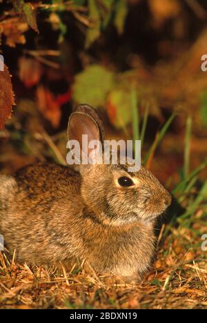 Östlichen Cottontail Kaninchen Stockfoto