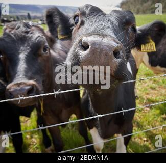 Enge Begegnung mit freundlichen Holstein Friesian Kühen auf einem Bauernhof in Somerset UK Stockfoto