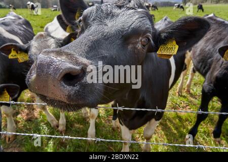 Enge Begegnung mit freundlichen Holstein Friesian Kühen auf einem Bauernhof in Somerset UK Stockfoto