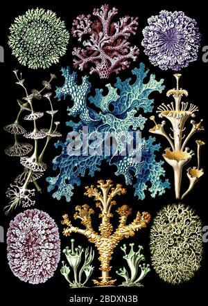 Ernst Haeckel, Flechten Stockfoto