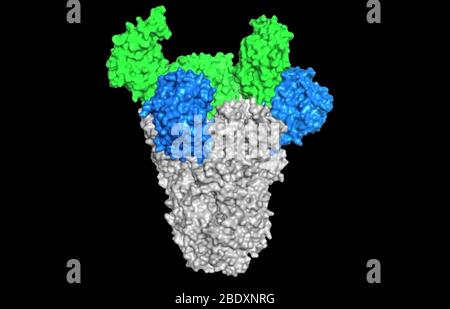 MERS-CoV, Spike Protein Stockfoto