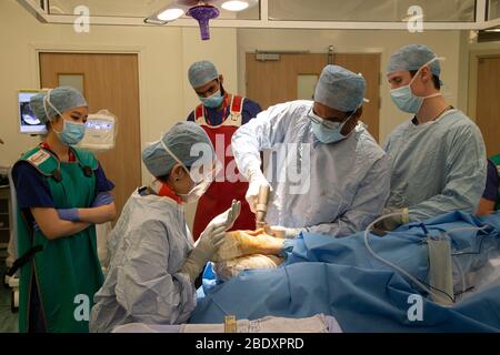 Chirurgen und Techniker führen eine Metallplatte in den Fußbereich des Fußes eines Patienten ein, um einen Knochenbruch und ein beschädigtes Gelenk zu reparieren. Stockfoto