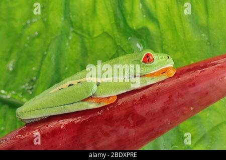 Ein Rotäugiger Laubfrosch (Agalychnis callidryas), der in Costa Rica auf einem roten Heliconia-Blatt ruht Stockfoto