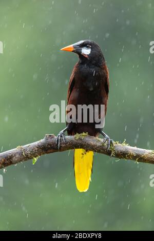 Ein Montezuma Oropendola (Psarocolius montezuma) auf einem Zweig im Regen in Costa Rica thront Stockfoto