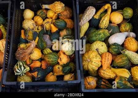 Bunte Zierkürbis in Schachteln Stockfoto