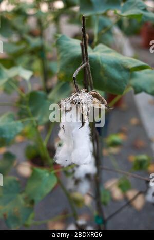 Gossypium herbaceum mit weißen Baumwollfasern Stockfoto