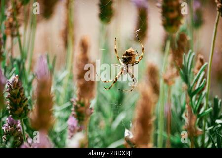 Silberspinne im Garten in Makro Nahaufnahme mit leichtem Hintergrund gegen Lavandpflanzen. Spinne in Brasilien. - Argiope argentata - Aranha de prat Stockfoto