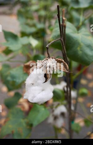 Gossypium herbaceum mit weißen Baumwollfasern Stockfoto