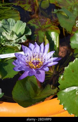 Nymphaea nouchali lila Blume und buntes Laub Stockfoto