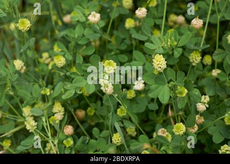 Trifolium campestre gelbe Blüten Stockfoto