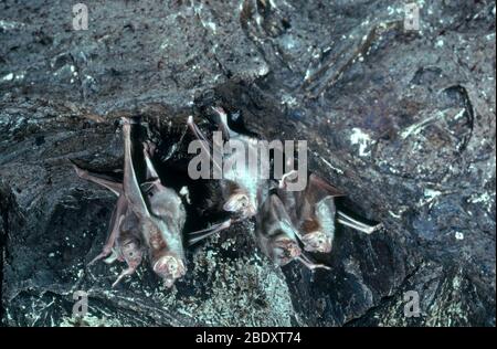 Vampir-Fledermäuse Stockfoto