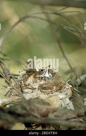 Holzdrossel sitzt auf dem Nest Stockfoto