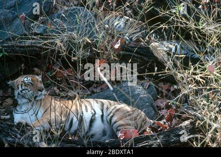 Bengaler Tiger mit Cubs Stockfoto