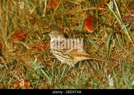 Braun Thrasher (Toxostoma rufum) Stockfoto