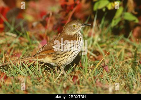 Braun Thrasher (Toxostoma rufum) Stockfoto