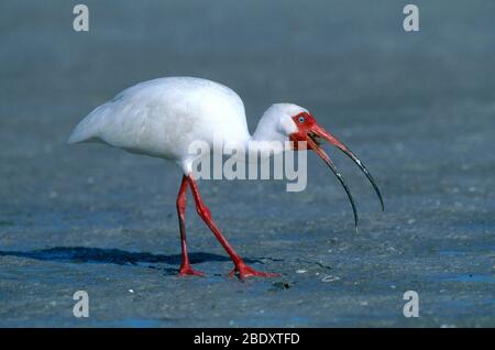 Weiße Ibis-Krabbe Stockfoto