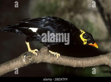 Hill Mynah (Gracula religiosa) Stockfoto