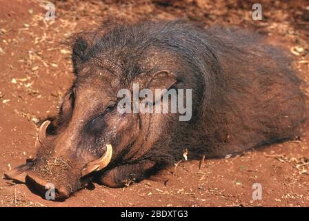 Riesiger Waldhund Stockfoto