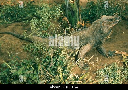 Rhinozeros-Leguan Stockfoto