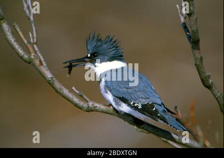Belted Kingfisher Stockfoto