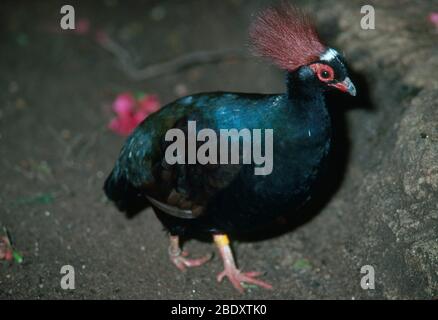 Crested Green Wood-Partridge Stockfoto