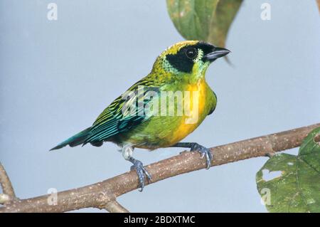 Grün und Gold Tanager Stockfoto