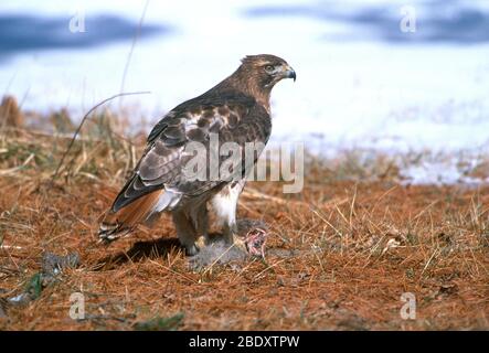 Rot - angebundener Falke Stockfoto