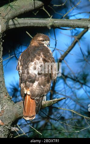 Rot - angebundener Falke Stockfoto