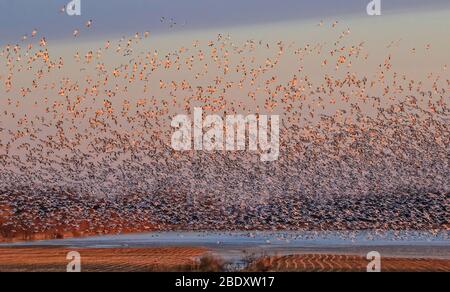 Tausende Schneegänse im Flug bei Sonnenaufgang auf dem Migrationsgelände Stockfoto