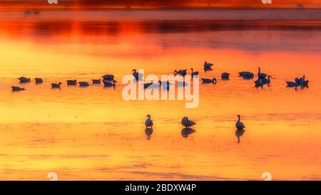 Schneegänse Silhouette in leuchtend orange gelb Sonnenuntergang und Reflexionen auf dem Wasser Stockfoto