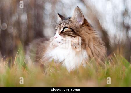 Porträt einer schönen flauschigen norwegischen Waldkatze sieht weit sitzen einen Baum. Warme Farben. Stockfoto