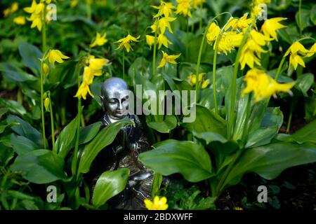 buddha-Statue,contemplation,contemplation,peaceful,meditieren,Fawn Lily,dogstooth violett,Frühling,gelbe Blumen,Blume,Erythronium Spindlestone Stockfoto