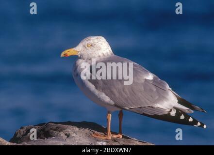 Silbermöwe Stockfoto