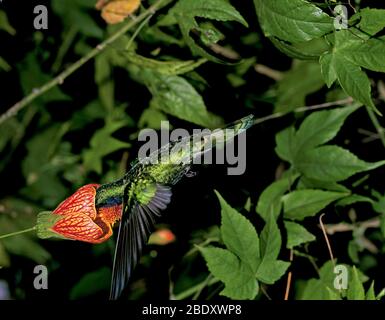 Funkelnde Violetear Stockfoto