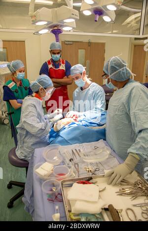 Chirurgen und Techniker führen eine Metallplatte in den Fußbereich des Fußes eines Patienten ein, um einen Knochenbruch und ein beschädigtes Gelenk zu reparieren. Stockfoto