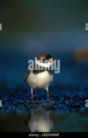 Semipalmated Regenpfeifer Stockfoto