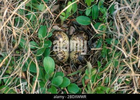 Dunlin Nest und Eier Stockfoto