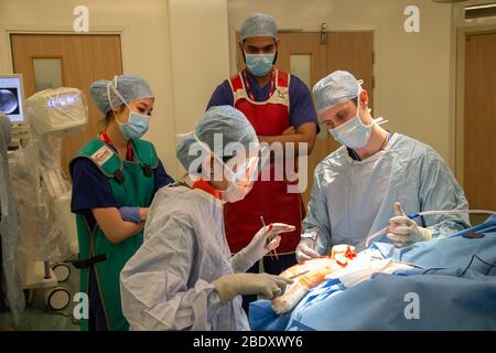 Chirurgen und Techniker führen eine Metallplatte in den Fußbereich des Fußes eines Patienten ein, um einen Knochenbruch und ein beschädigtes Gelenk zu reparieren. Stockfoto