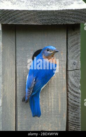 Eastern Bluebird at Nest Stockfoto